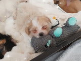 Magnifiques chiots Shih Tzu croisés Yorkshire à vendre