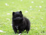 Magnifiques chiots Spitz Allemand à vendre
