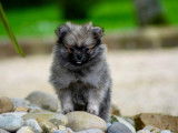 Magnifiques chiots Spitz Allemand à vendre