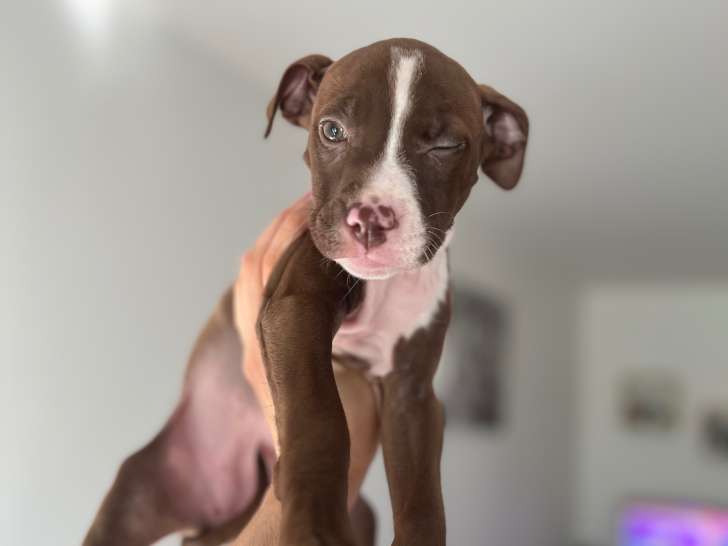 Chiots de type Pitbull à vendre (2 femelles)