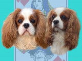 Chiots Cavaliers King Charles LOF