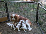 Chiots Cavaliers King Charles LOF