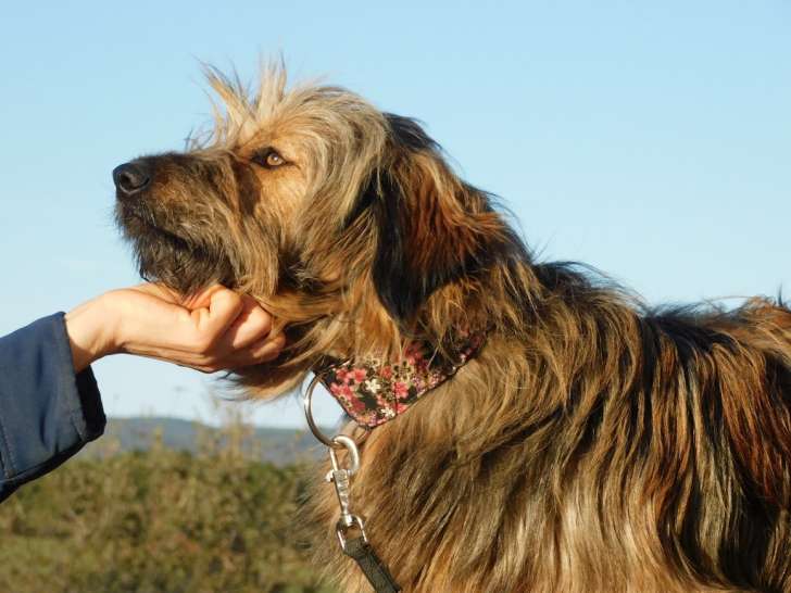 Mesta, gentille chienne à adopter