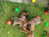 Chiots Malinois Pedigree st hubert fci