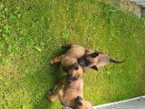 Chiots Malinois Pedigree st hubert fci