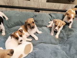 Chiots Jack Russell Terrier à vendre