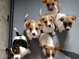 Chiots Jack Russell Terrier à vendre