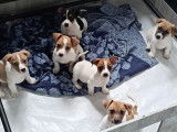 Chiots Jack Russell Terrier à vendre