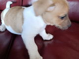 Chiots Jack Russell Terrier à vendre