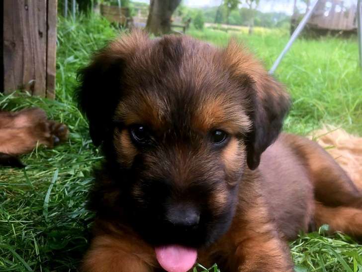 Chiots Briards (Bergers de Brie) LOF à vendre