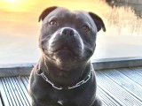 Mâle Staffordshire Bull Terrier disponible pour saillie