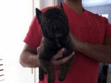 Chiot Malinois &agrave; vendre