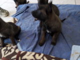 Chiot Malinois &agrave; vendre