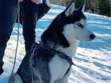 Mâle Husky LOF disponible pour saillie