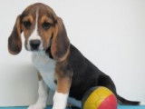 Chiots Beagle à vendre