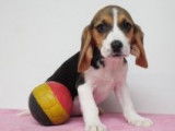 Chiots Beagle à vendre