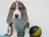 Chiots Beagle à vendre