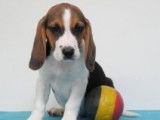 Chiots Beagle à vendre