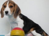 Chiots Beagle à vendre