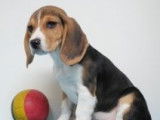 Chiots Beagle à vendre