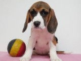 Chiots Beagle à vendre