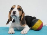 Chiots Beagle à vendre