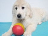 Chiots Golden Retriever à vendre