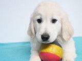 Chiots Golden Retriever à vendre