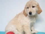 Chiots Golden Retriever à vendre
