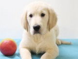 Chiots Golden Retriever à vendre