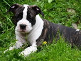 Chiots American Staff LOF à vendre