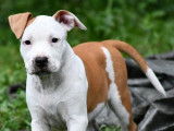 Chiots American Staff LOF à vendre