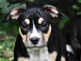 Chiots American Staff LOF à vendre