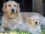 2 chiots femelles Golden Retrievers LOF, &agrave; r&eacute;server