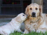 2 chiots femelles Golden Retrievers LOF, &agrave; r&eacute;server