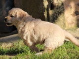 2 chiots femelles Golden Retrievers LOF, &agrave; r&eacute;server