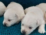 5 chiots Westies LOF, à vendre