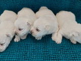 5 chiots Westies LOF, à vendre