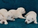 5 chiots Westies LOF, à vendre