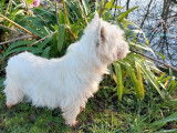 5 chiots Westies LOF, à vendre