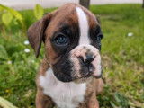 À réserver, 1 chiot mâle Boxer LOF
