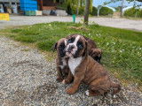À réserver, 1 chiot mâle Boxer LOF