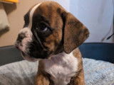 À réserver, 1 chiot mâle Boxer LOF
