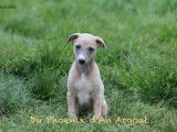3 chiots mâles Whippets LOF, à réserver
