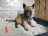 7 chiots Malinois LOF disponibles à la vente