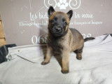 7 chiots Malinois LOF disponibles à la vente