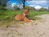 &Agrave; vendre, 1 chiot femelle Shiba Inu LOF