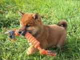 &Agrave; vendre, 1 chiot femelle Shiba Inu LOF