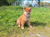 &Agrave; vendre, 1 chiot femelle Shiba Inu LOF