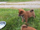 &Agrave; vendre, 1 chiot femelle Shiba Inu LOF